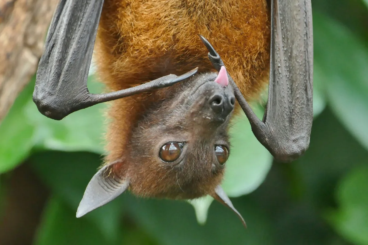 Virus Nipah : ce que les parents doivent savoir