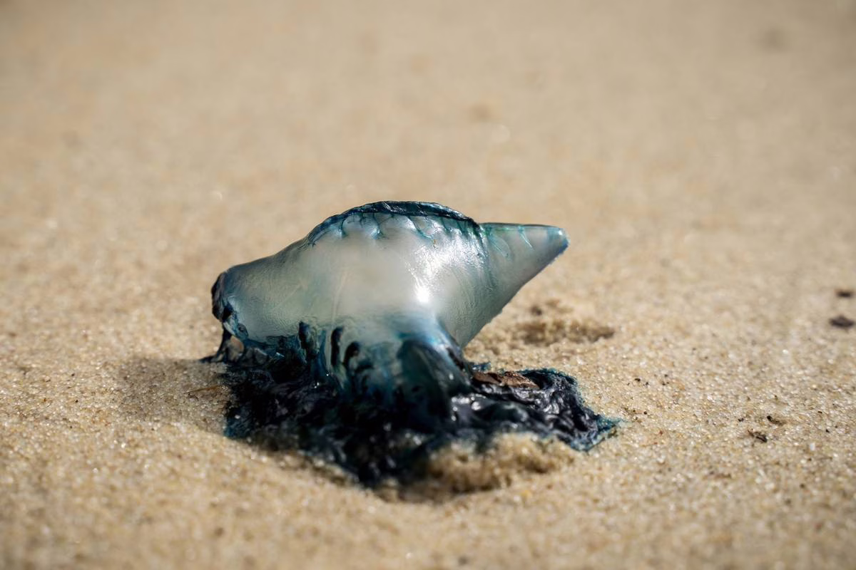 Physalie sur la plage : pourquoi il ne faut jamais la toucher, même échouée